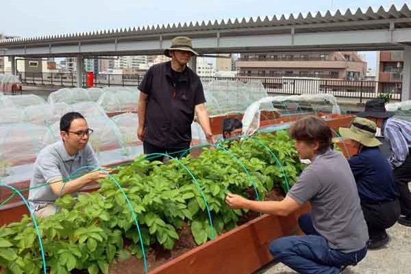 屋上菜園の作物をチェックしている様子